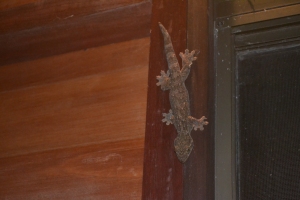 resident gecko in tourist digs
